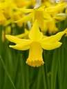 Narcissus Pseudonarcissus